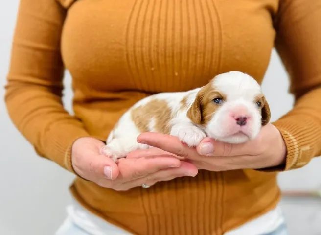 Fêmea de Cavalier King - entrega com microchip e vacina ética