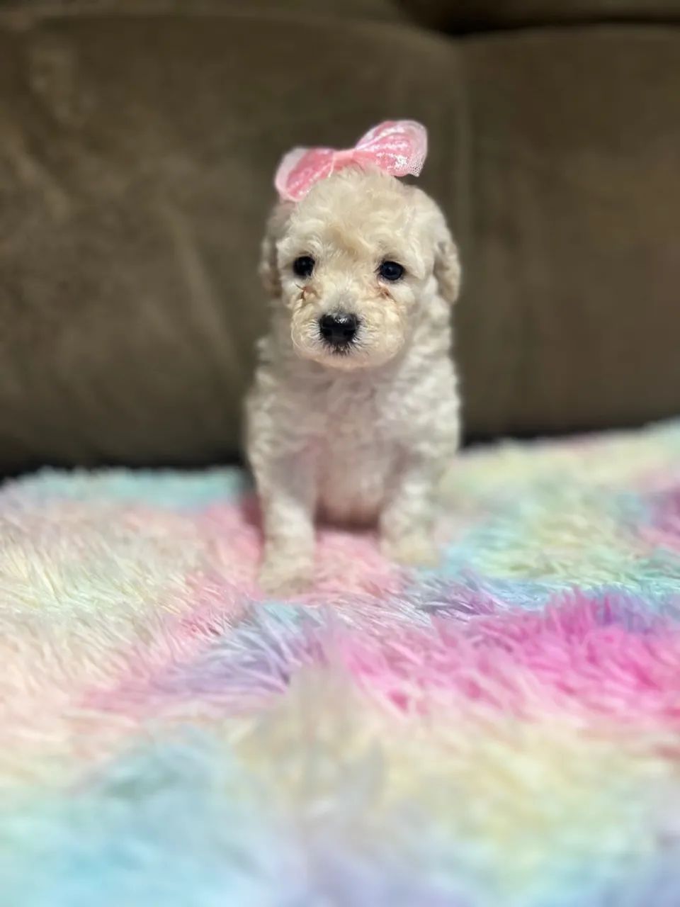 Filhotes de Poodle toy  - Foto 2