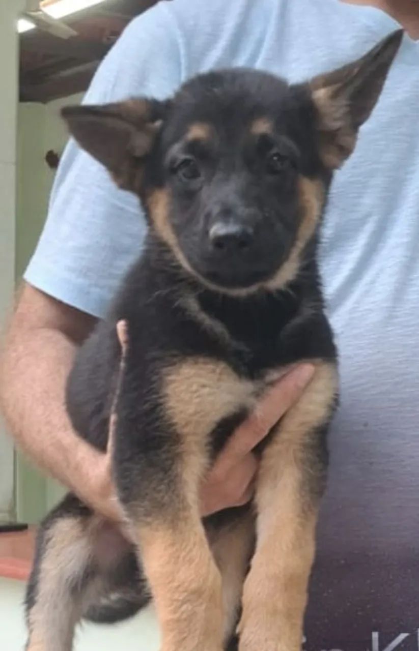 Filhote Pastor Alemão - Foto 4