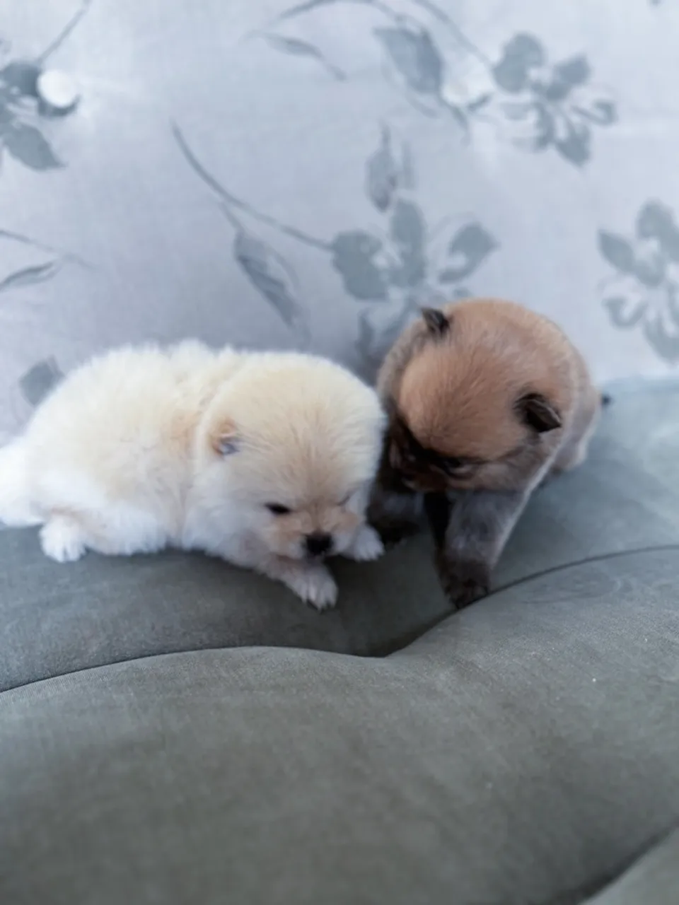 Lulu da pomerania