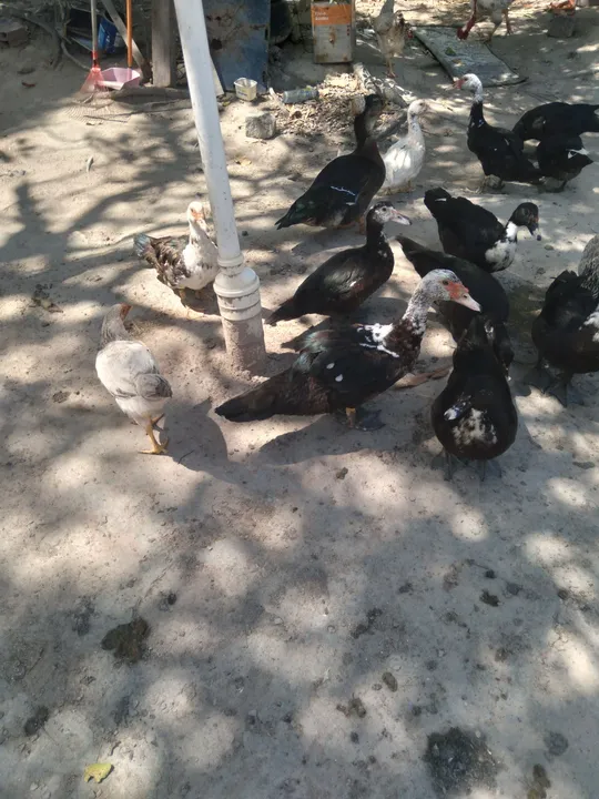 Patos