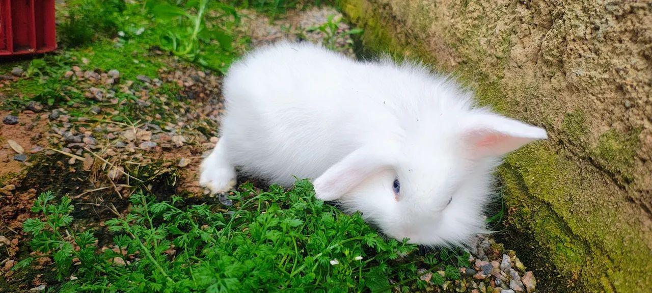 Coelho à Venda - Lionhead Mini Albino  - Foto 3