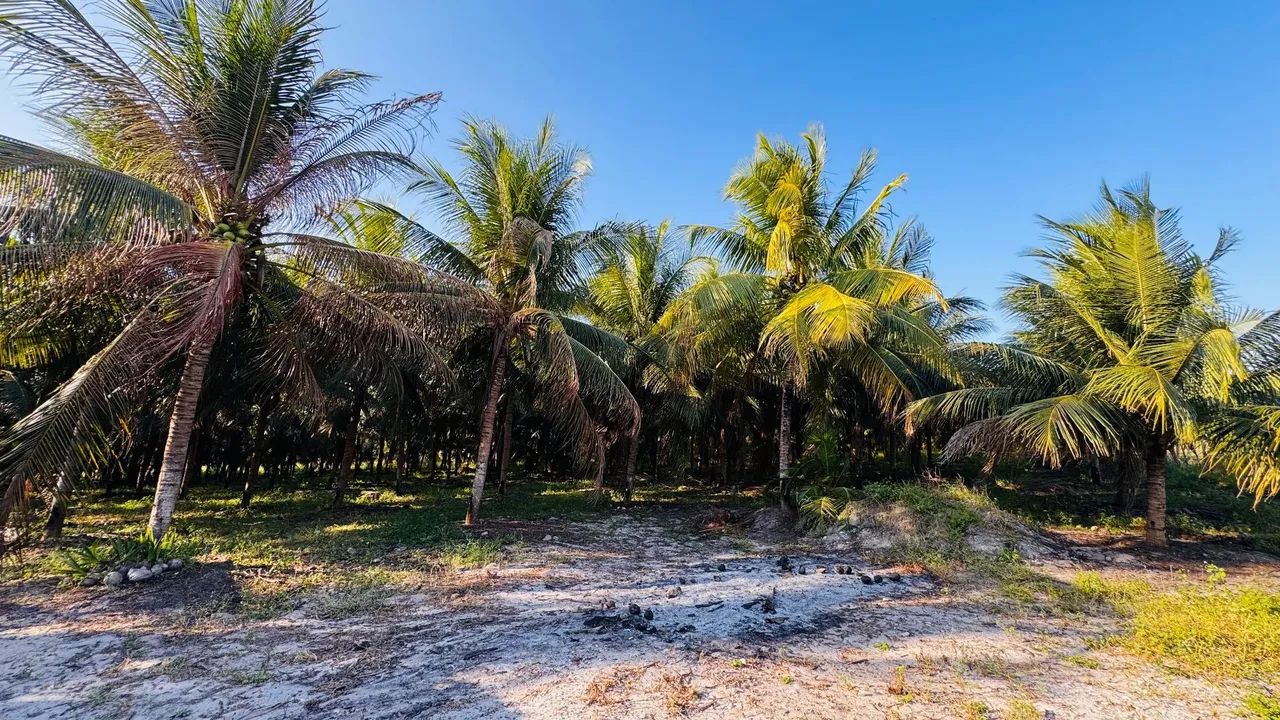 Terreno com 5 hectares em Paraipaba  - Foto 3