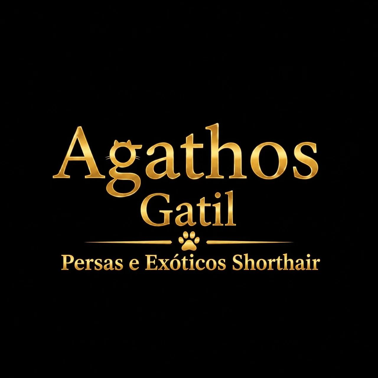 Gatos  Persas e Exóticos - Foto 3
