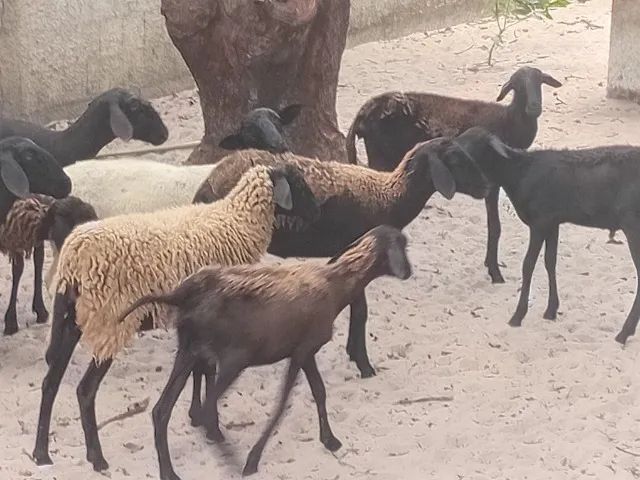 Excelente ovelhas e carneiro  - Foto 3