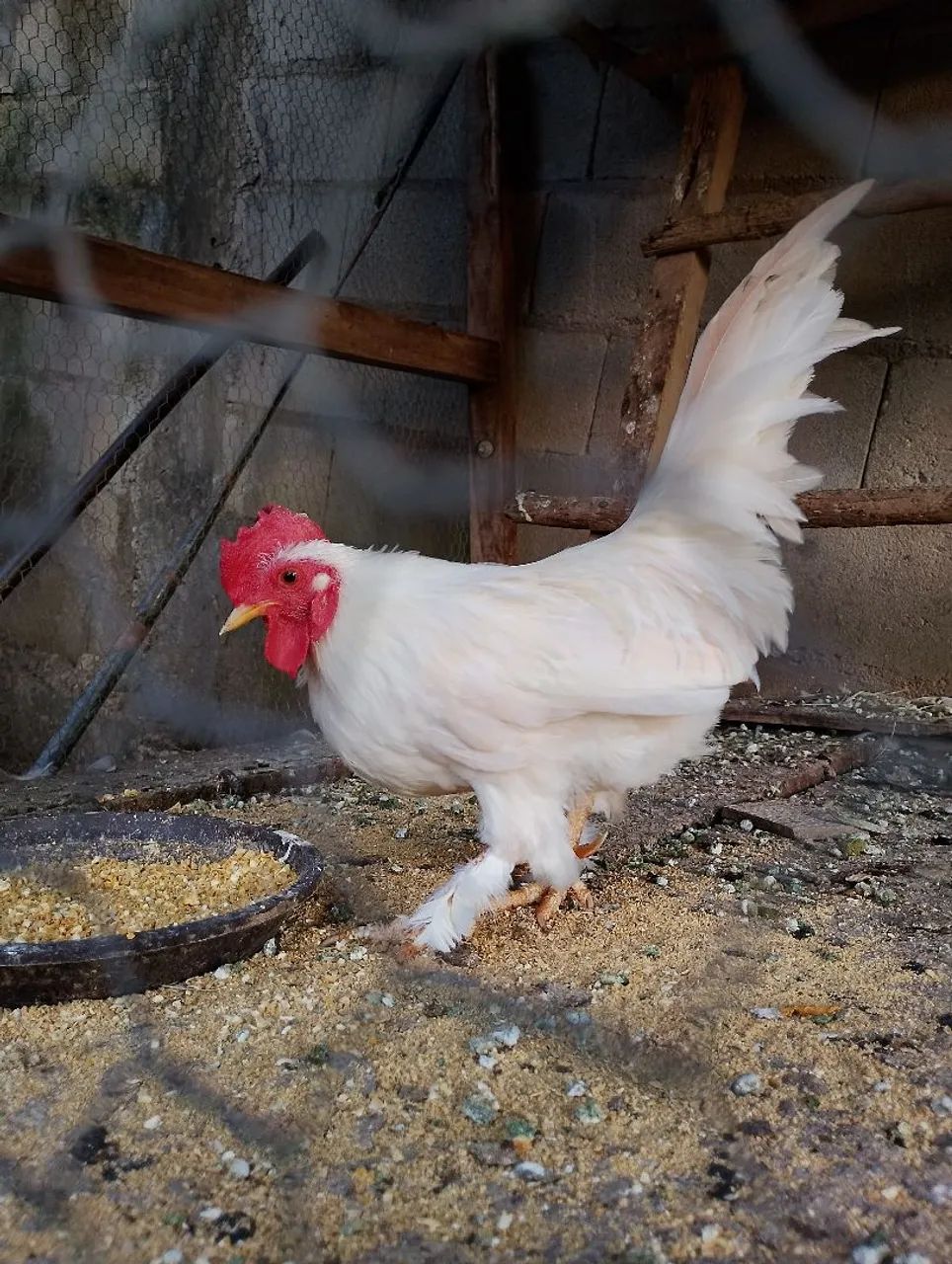 Galos garnize 