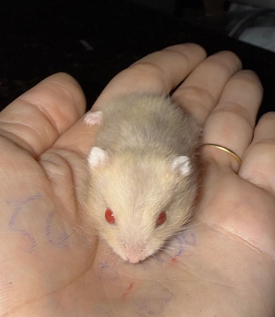 Filhotes de Hamster Anão russo  - Foto 2