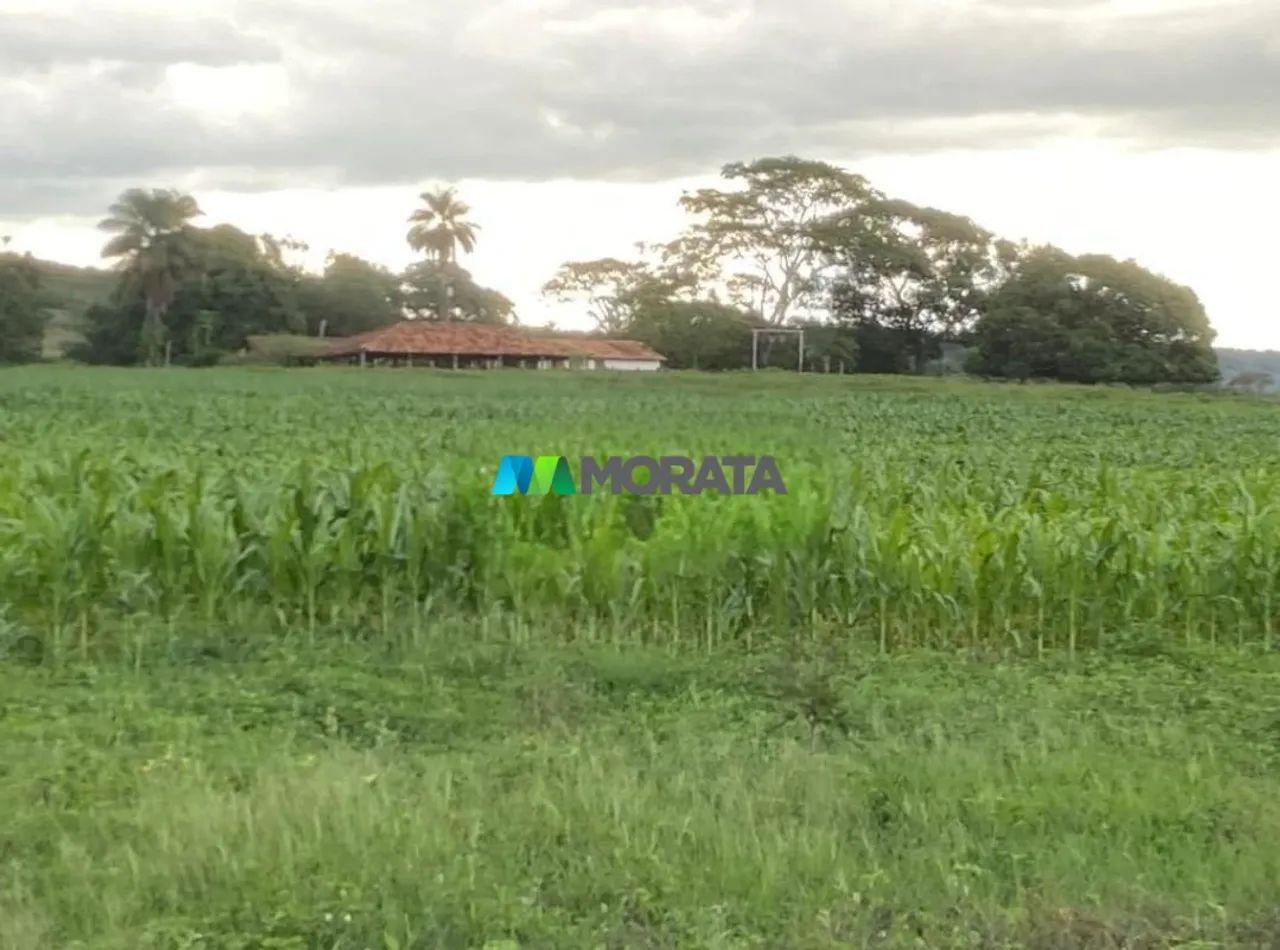 FAZENDA À VENDA - 37 HECTARES - PITANGUI (MG) - Foto 3