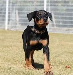 Doberman cachorro de guarda-femeas - Foto 2
