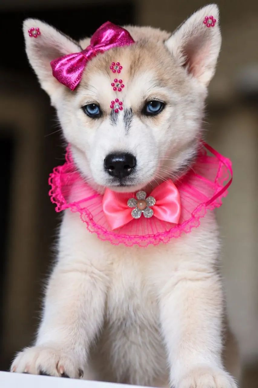 Husky parcelamos  - Foto 2