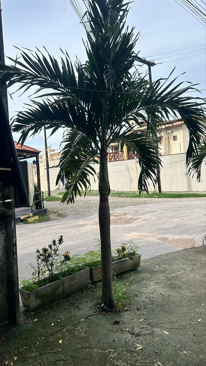 PALMEIRAS HAVAÍ  - Foto 2