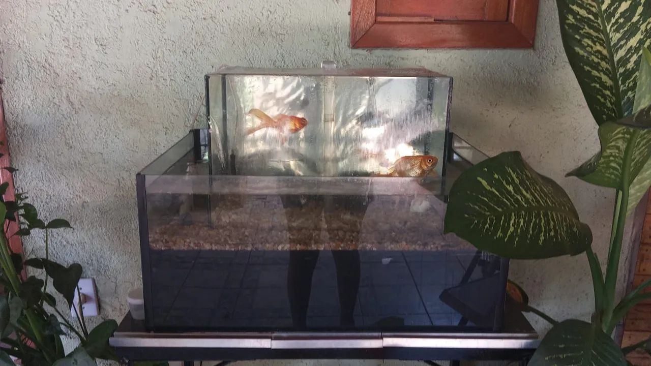 Aquário com borda infinita  - Foto 3