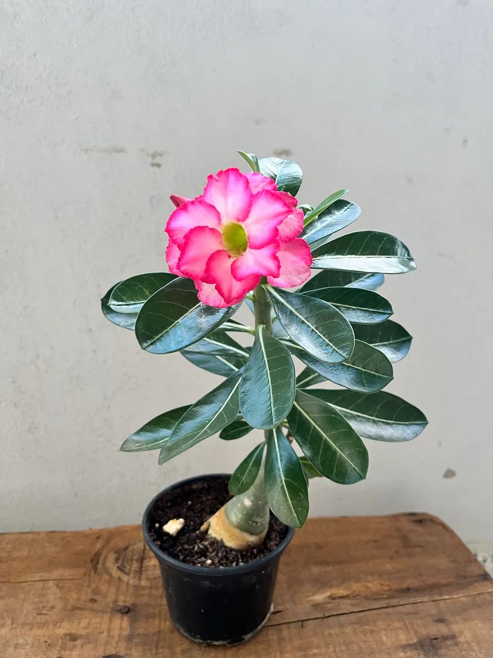 Rosa do deserto dobrada - Foto 3