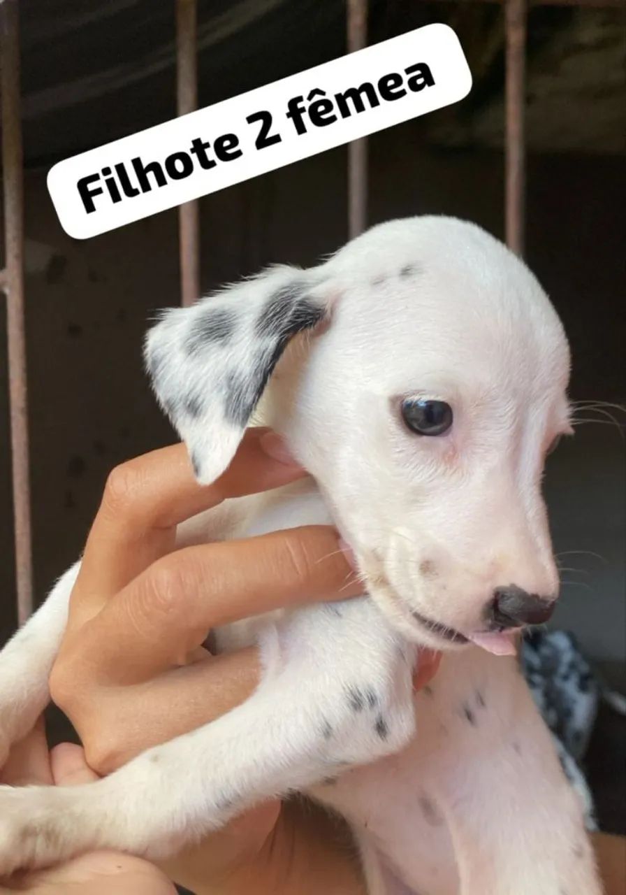 Dálmatas Escada PE - Foto 2