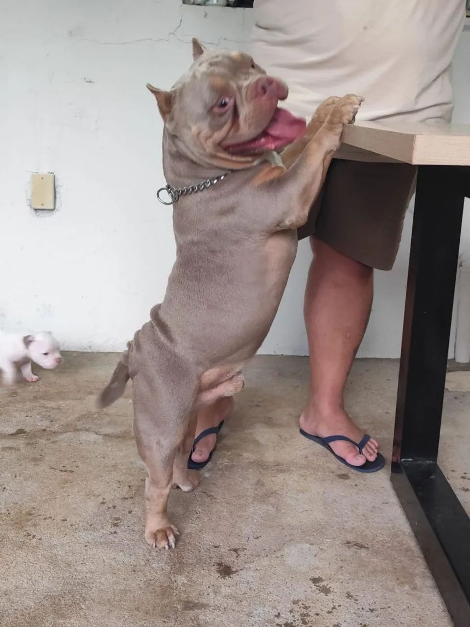 American Bully macho  - Foto 4