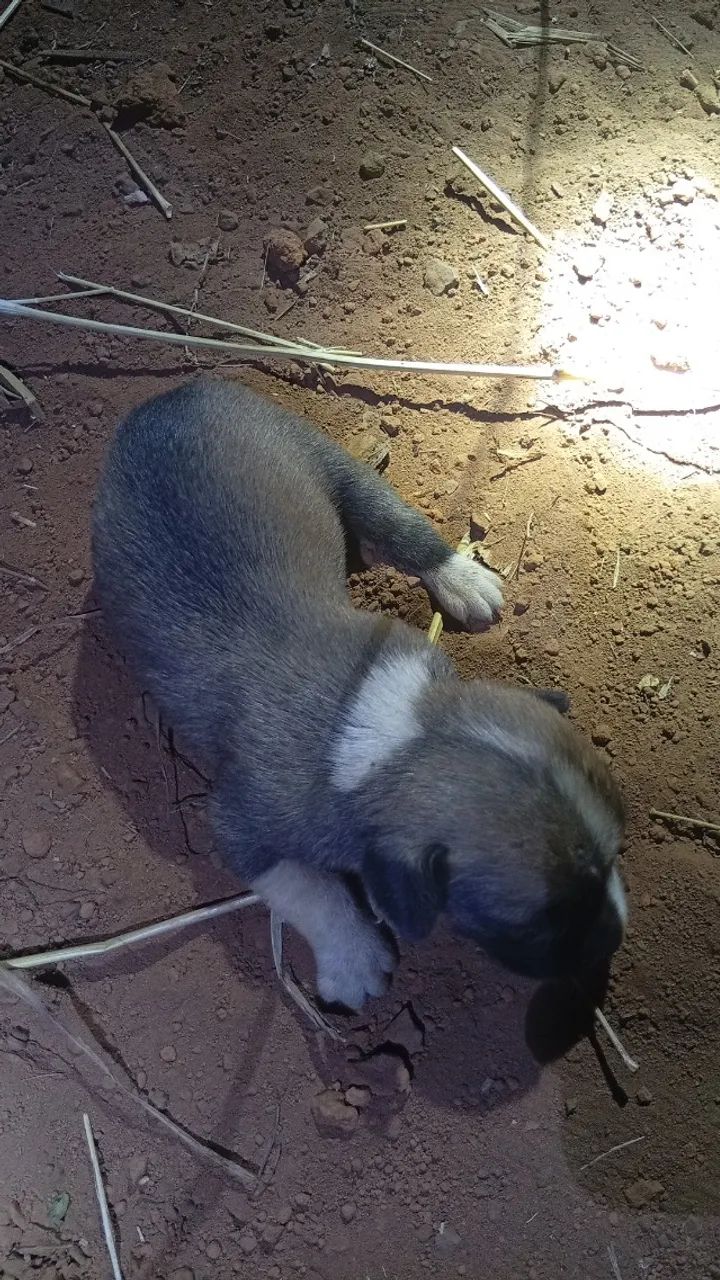 Cachorro para doação  - Foto 4