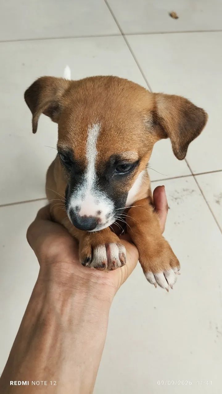 Cachorro  - Foto 4