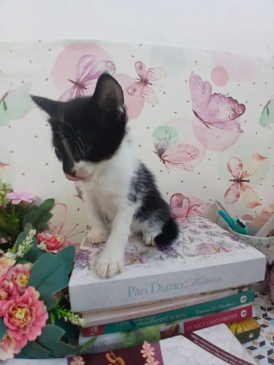 Doação lindos filhotes de gatinhos - Foto 4