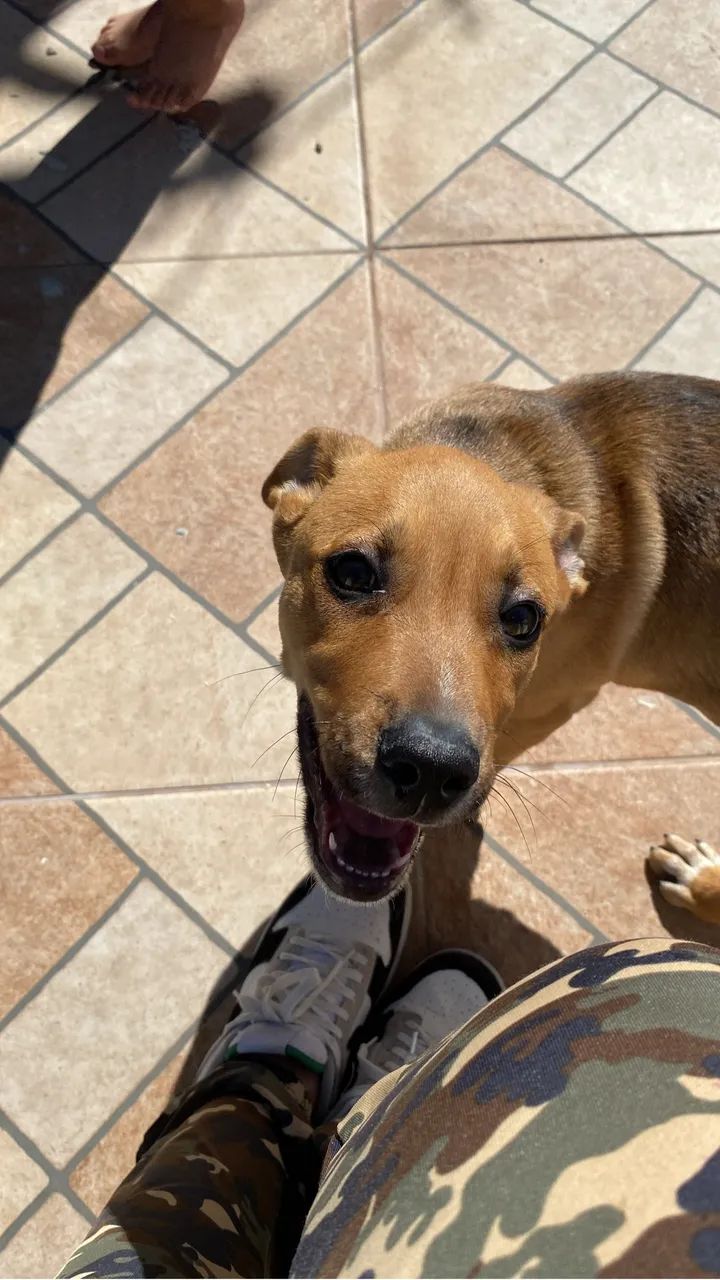 Cachorro - Foto 4