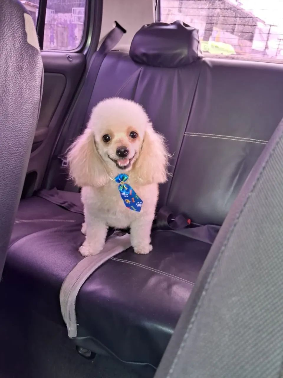 Poodle toy  - Foto 2