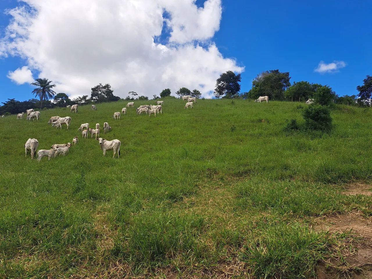 80 Vacas Nelores enxertadas e prenhas