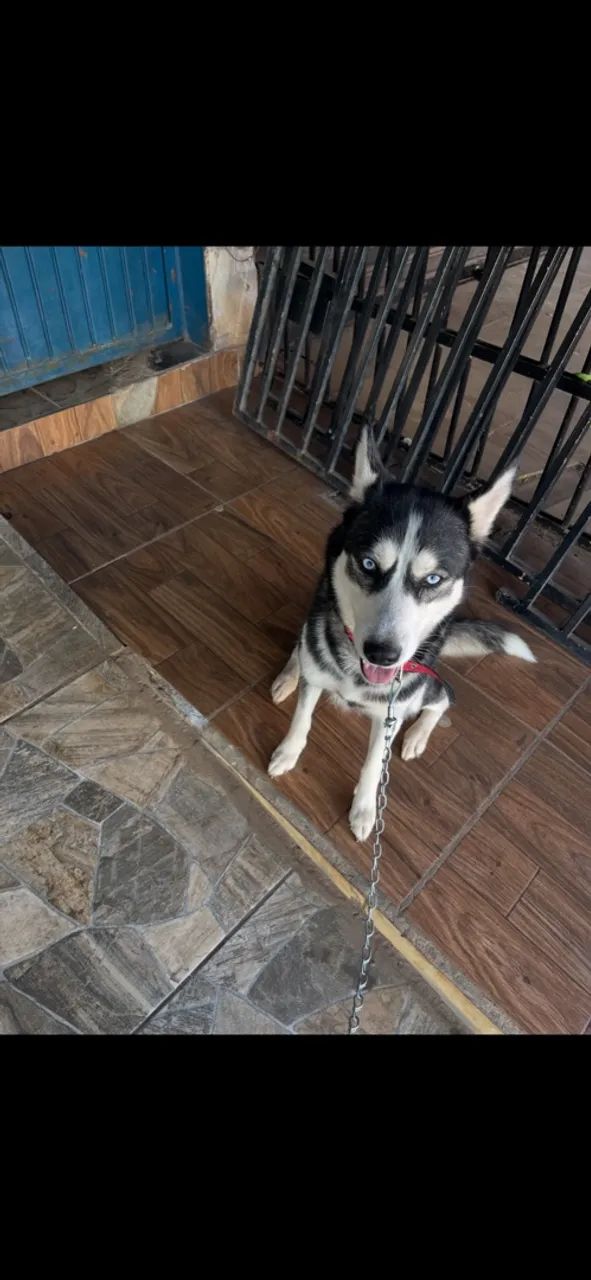Doa-se husky Siberiano - Foto 5