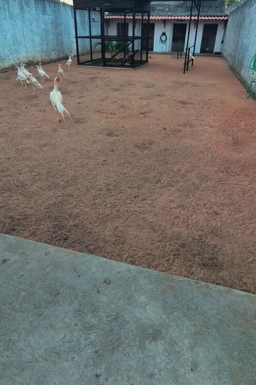 Franguinhos e franguinhas