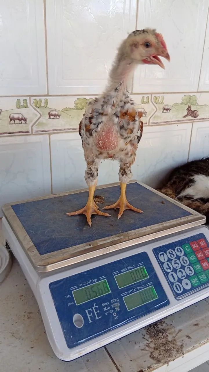 Pesagem com um mês. - Foto 2