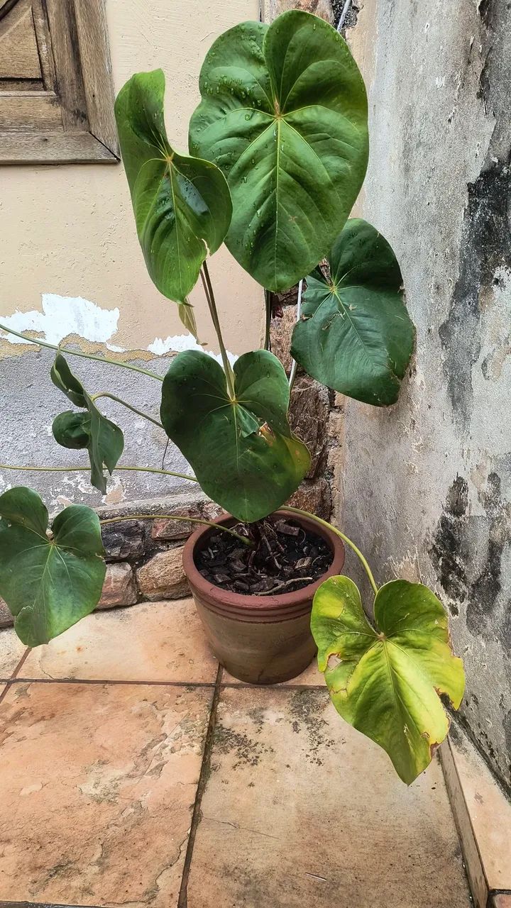 Anthurium - Foto 2