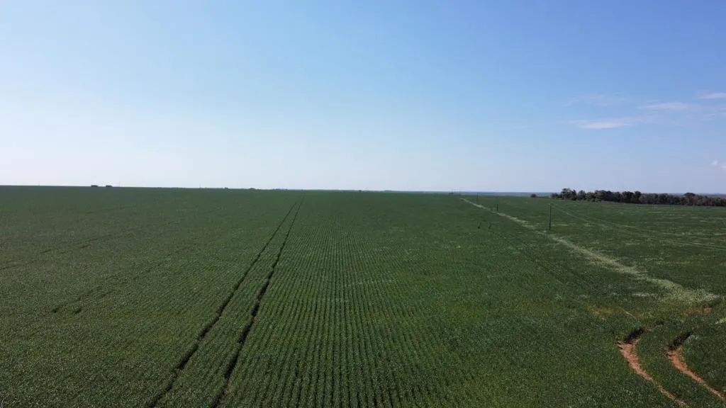 Fazenda  gaúcha Norte Mato Grosso  - Foto 5