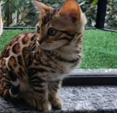 Bengal - Foto 2