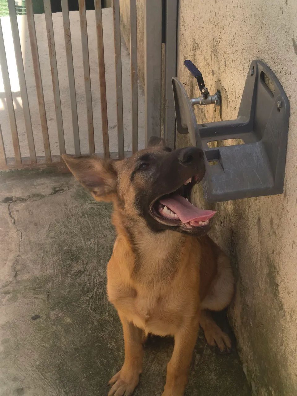 Filhotes de Pastor Malinoa, cães para guarda e proteção  - Foto 3