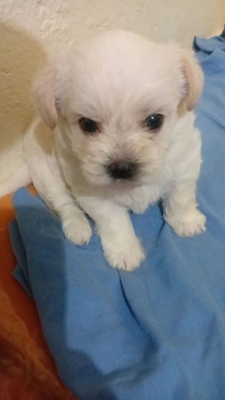 Vende se - Foto 3