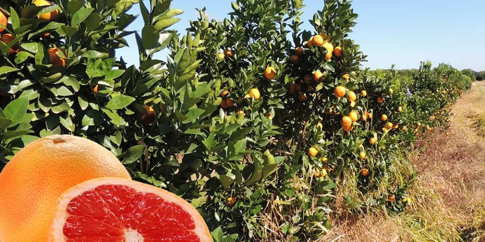 Laranja sanguínea (vermelha) - vendo mudas Enxertadas - Foto 4