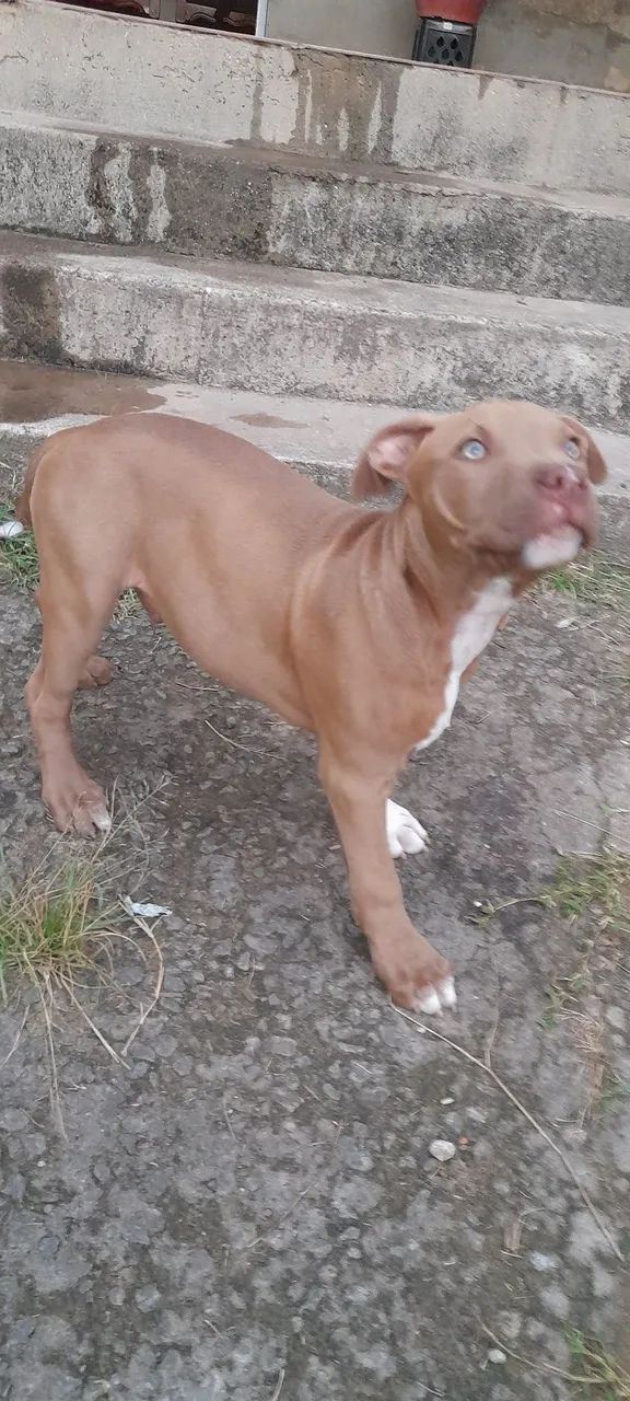 Pitbull macho 3 meses