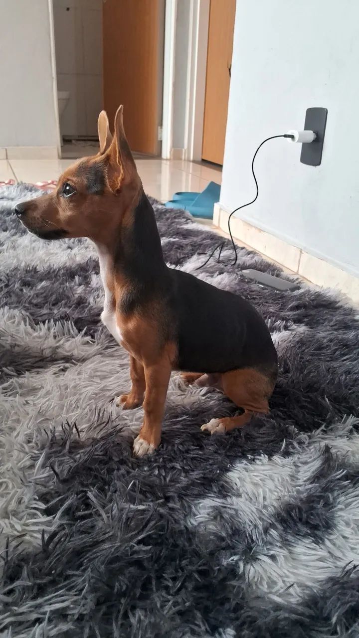 Pinscher  - Foto 2