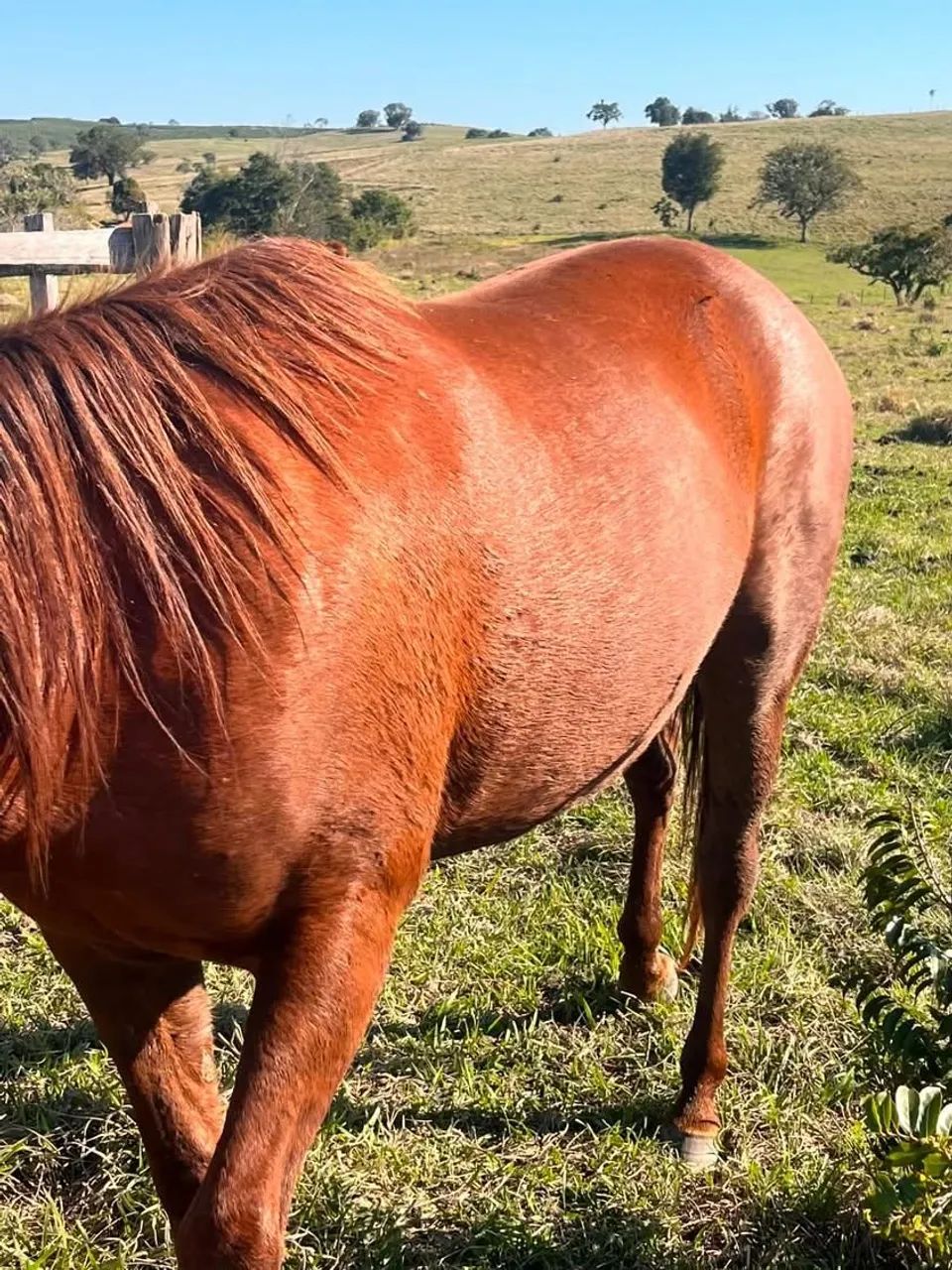 Égua quarto de milha  - Foto 3