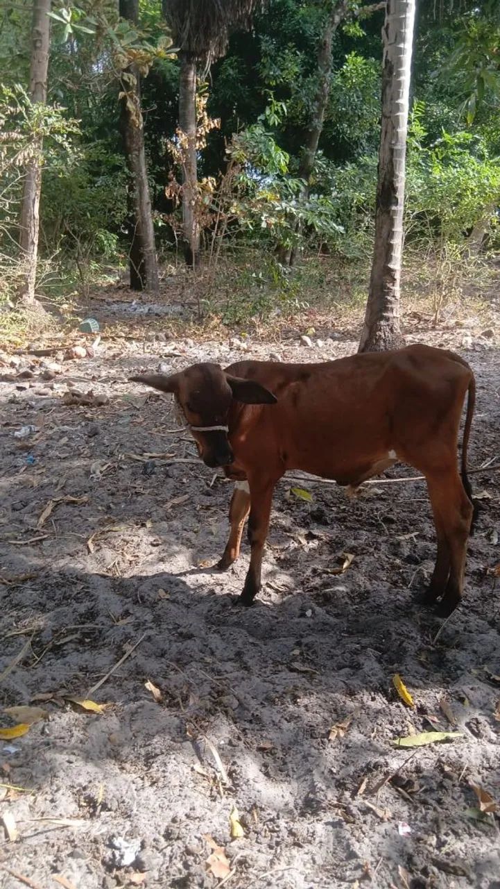 Vendo essas vacas  - Foto 2