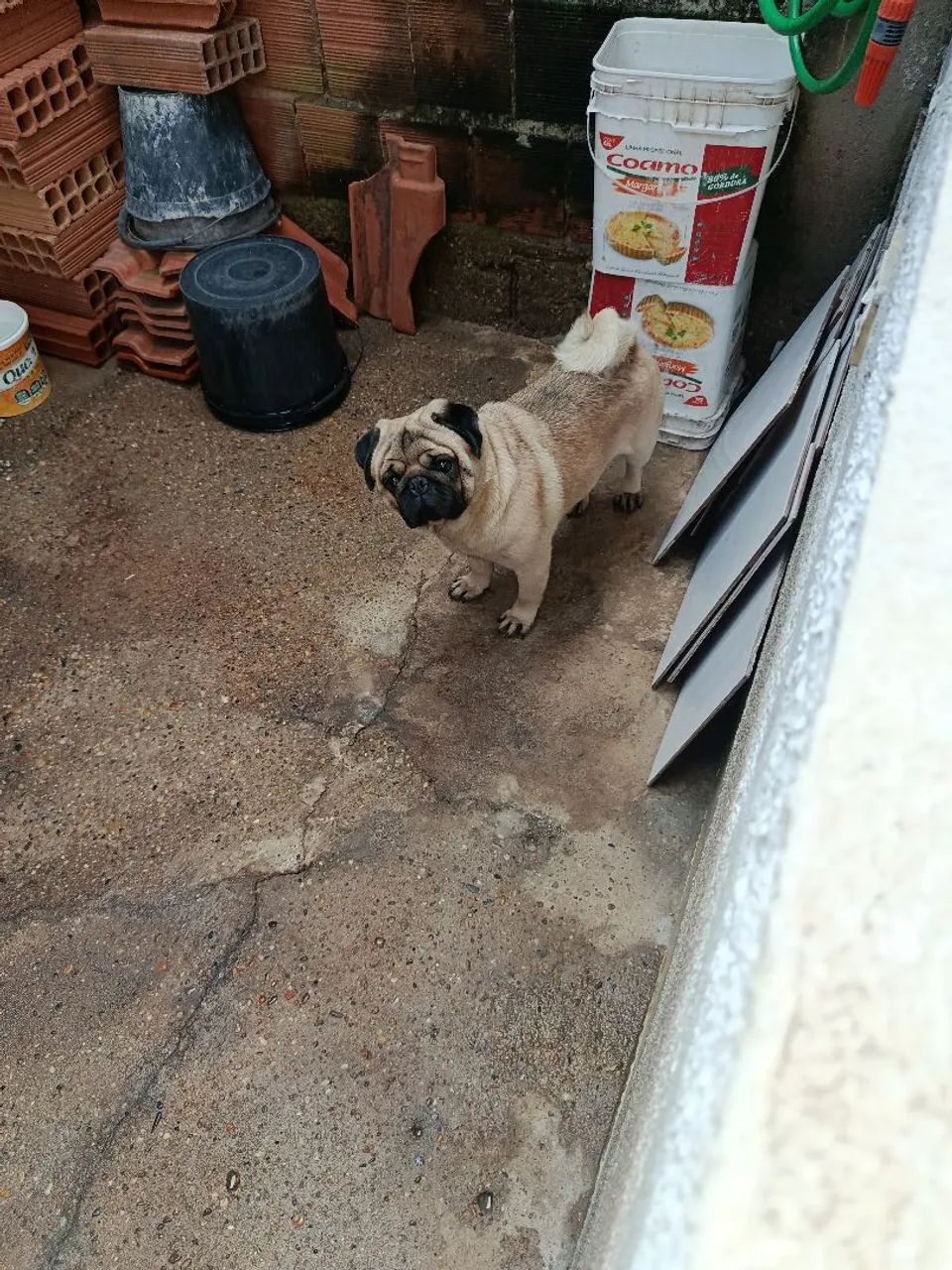 Pug - Foto 2