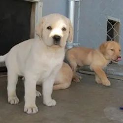 labrador filhotes 