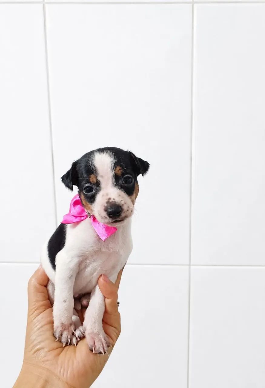 Pinscher ZERO micro de bolso 