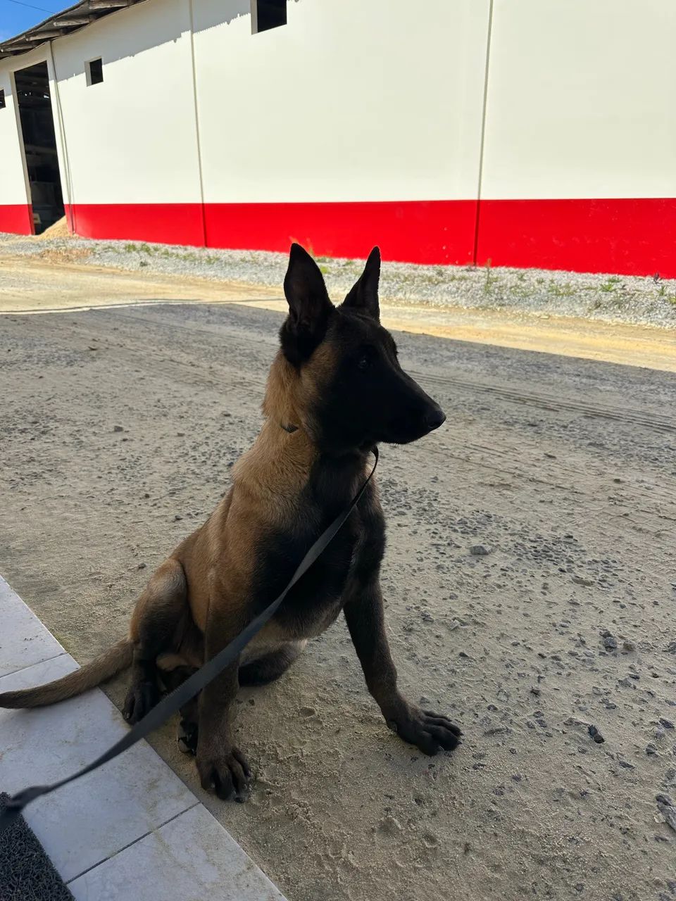 Pastor belga Malinois  - Foto 4