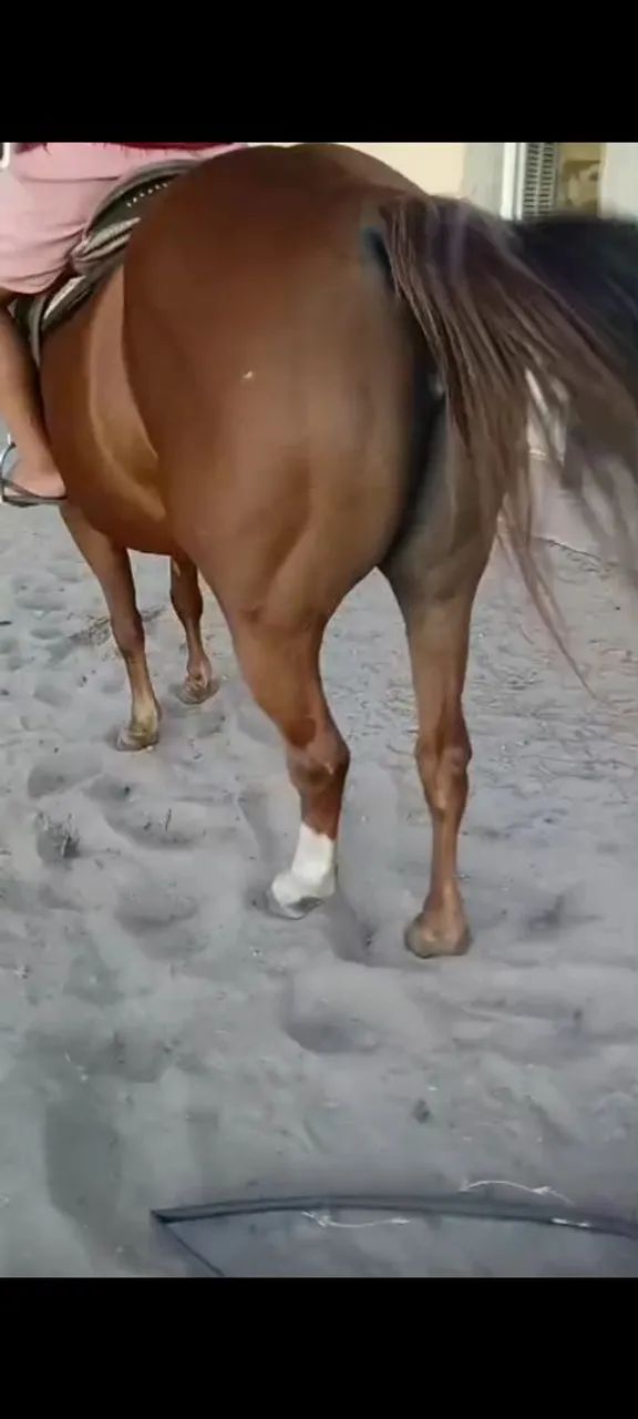 Egua de direita com documentação