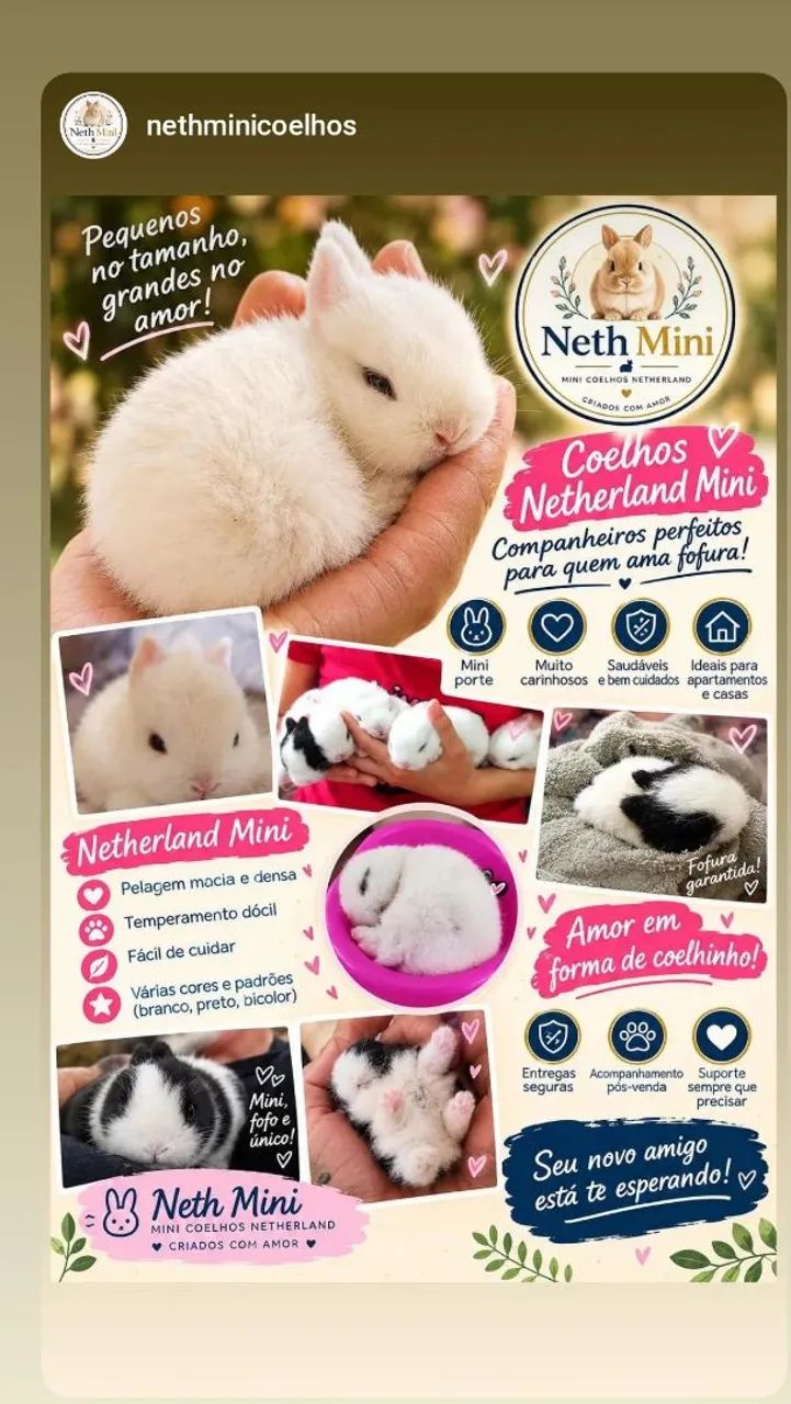 Coelhos Netherland Mini