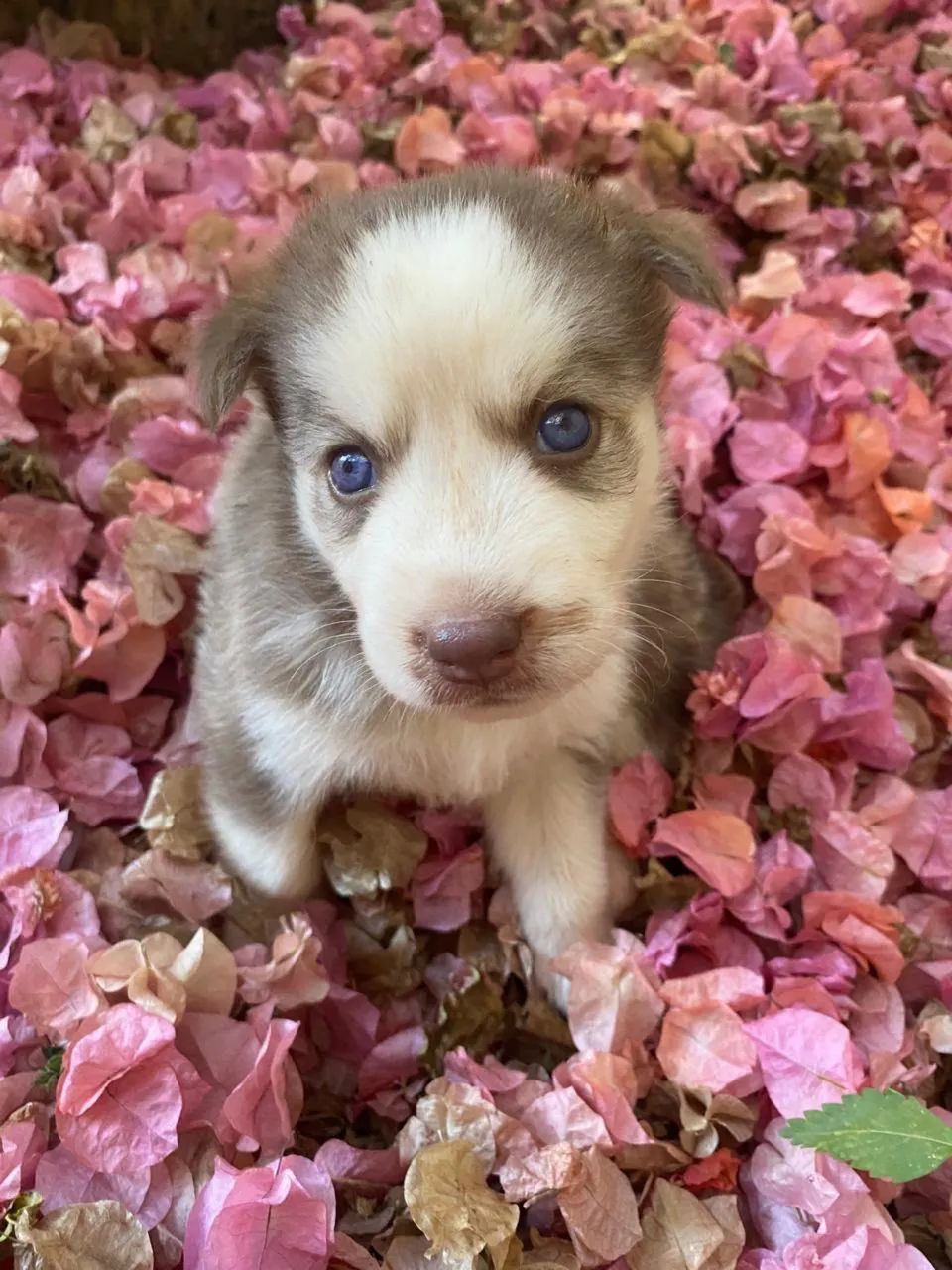 Husky Siberiano  - Foto 3