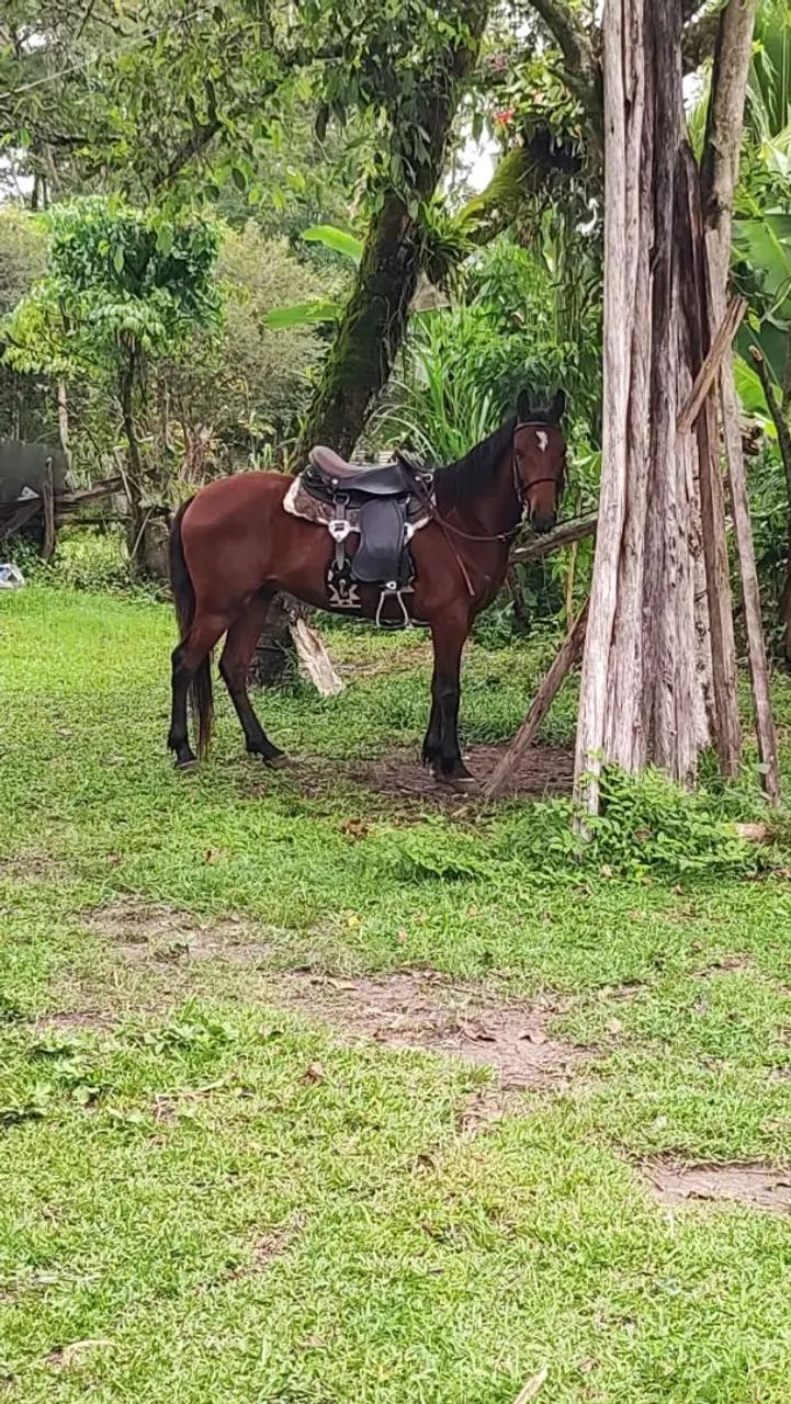 Cavalo marchador  - Foto 2