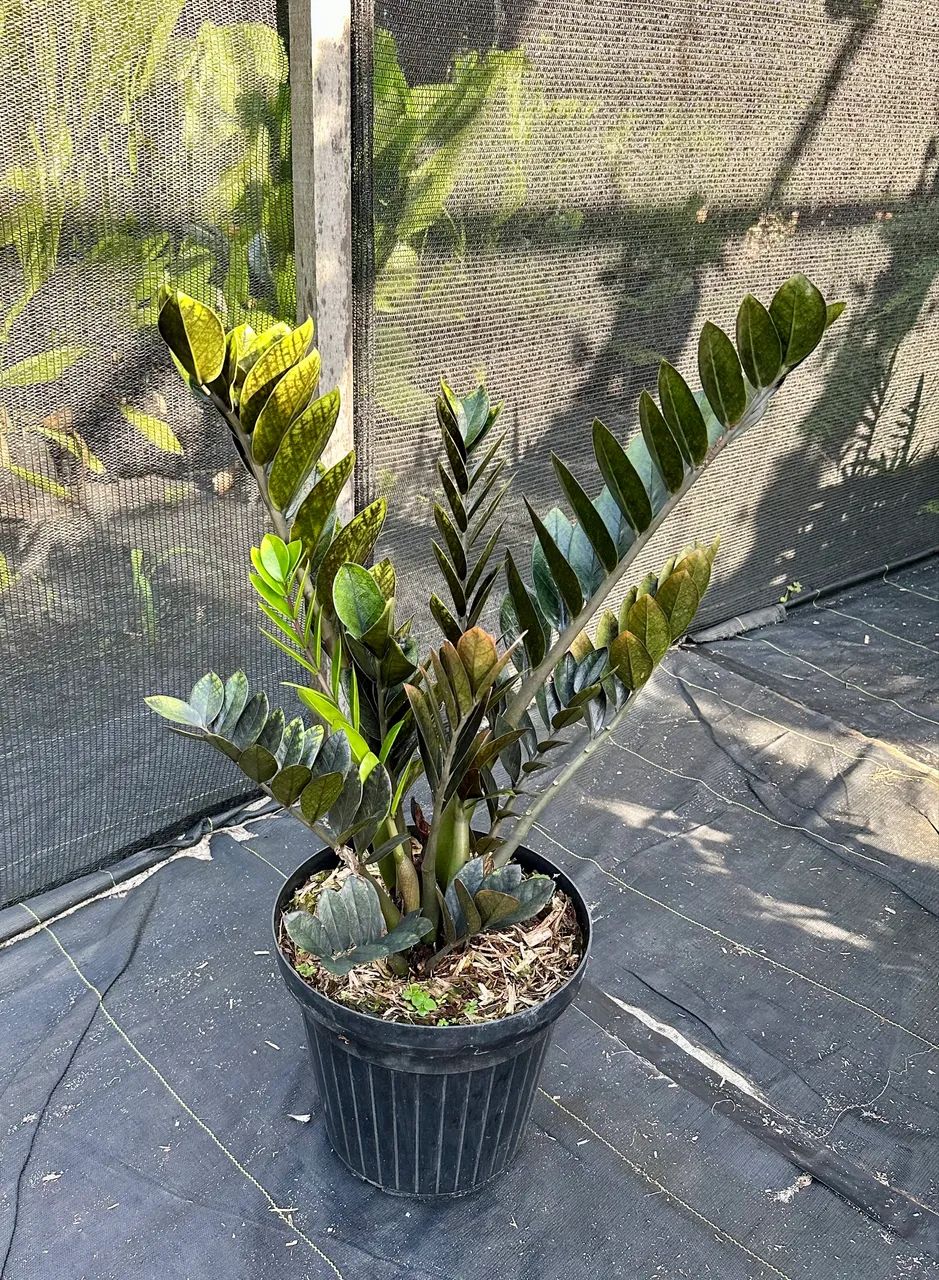 Zamioculca preta  - Foto 2