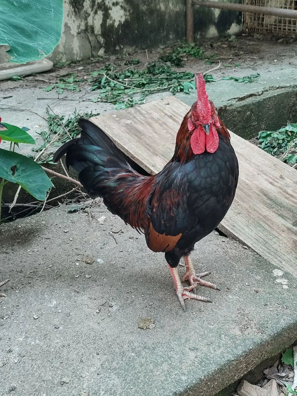 Vendo Galizé 