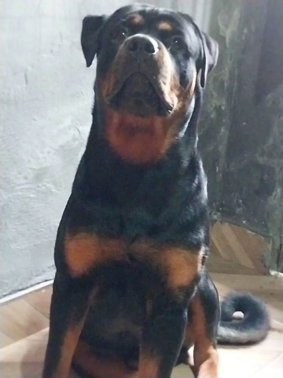 Rottweiler  - Foto 3