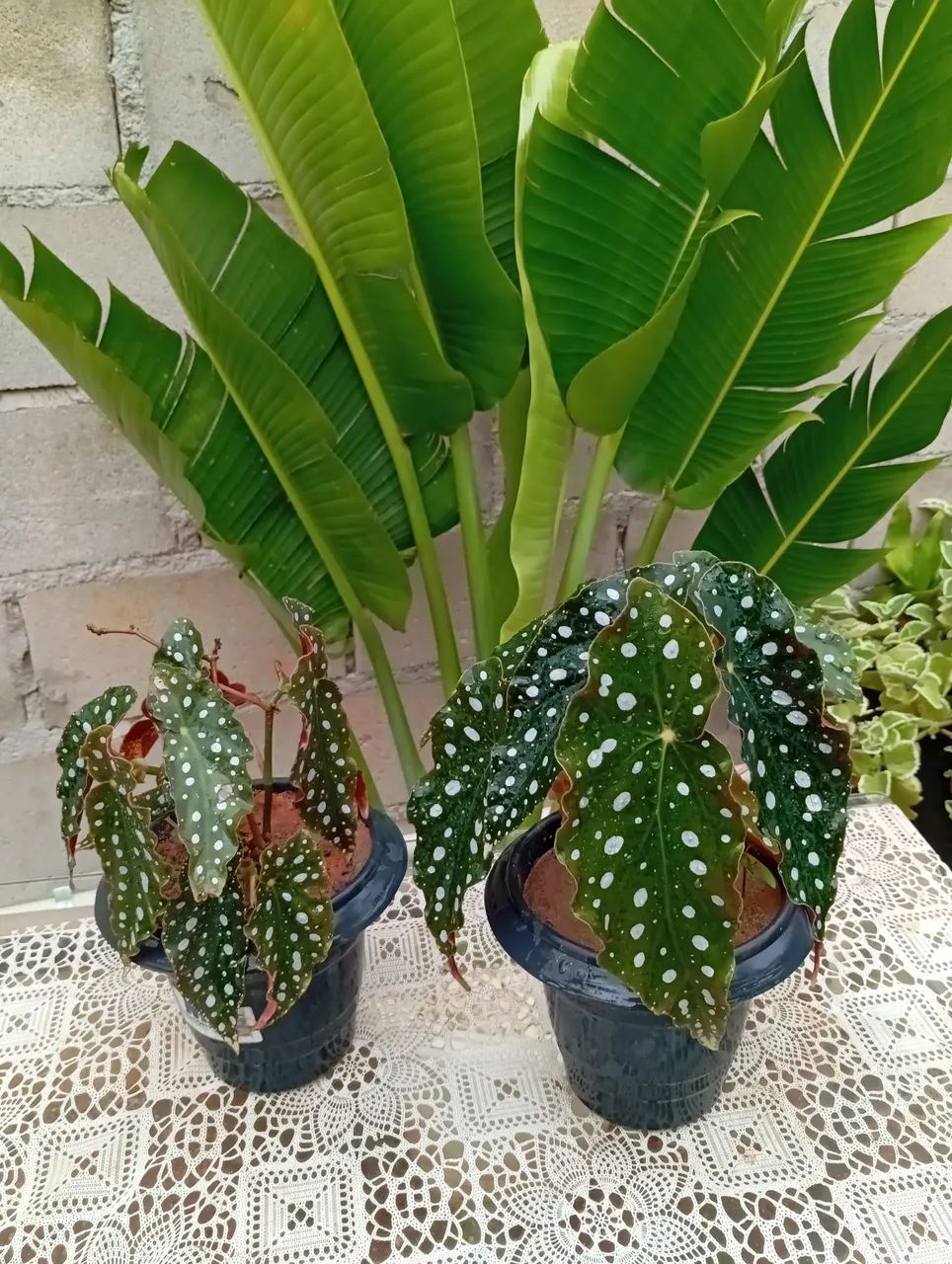 Planta para sombra de fácil cultivo  - Foto 6
